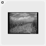 アートポストカード-Cornfield, Concho, Arizona
 - ラッセル リー Postcard.
