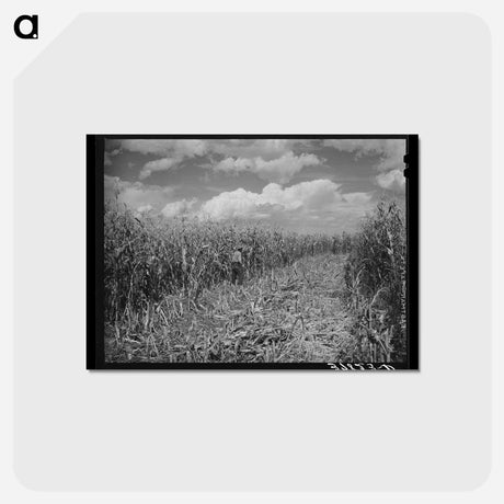 アートポストカード-Cornfield, Concho, Arizona
 - ラッセル リー Postcard.