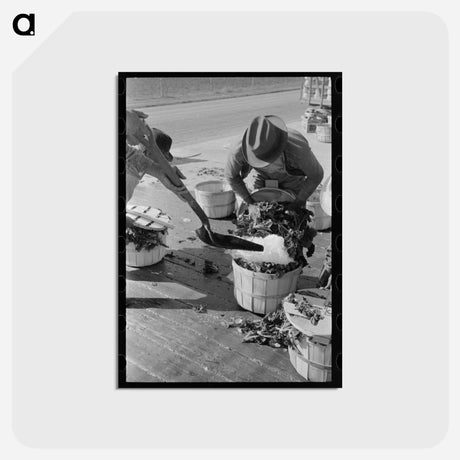 アートポストカード-Spinach Harvest, La Pryor, Texas
 - ラッセル リー Postcard.