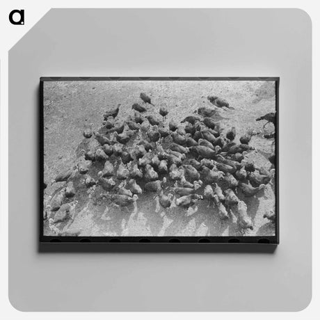 アートパネル-Turkeys on Schoenfeldt Farm
 - ラッセル リー Canvas.