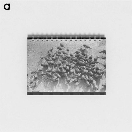 アートメモ帳-Turkeys on Schoenfeldt Farm
 - ラッセル リー Memo.