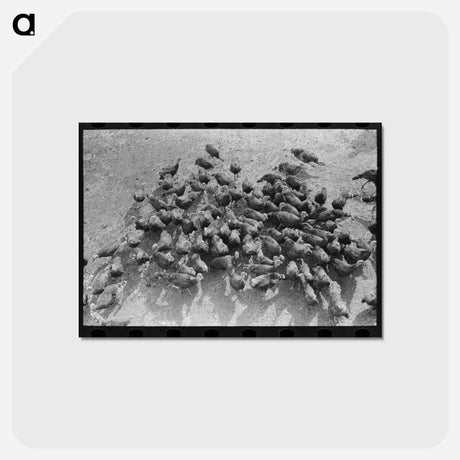 アートポストカード-Turkeys on Schoenfeldt Farm
 - ラッセル リー Postcard.