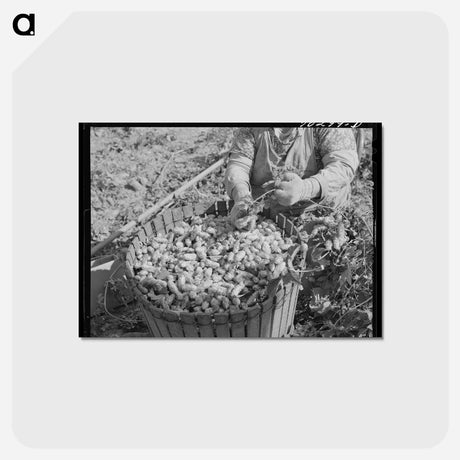 アートポストカード-Hop Picker and Basket
 - ラッセル リー Postcard.