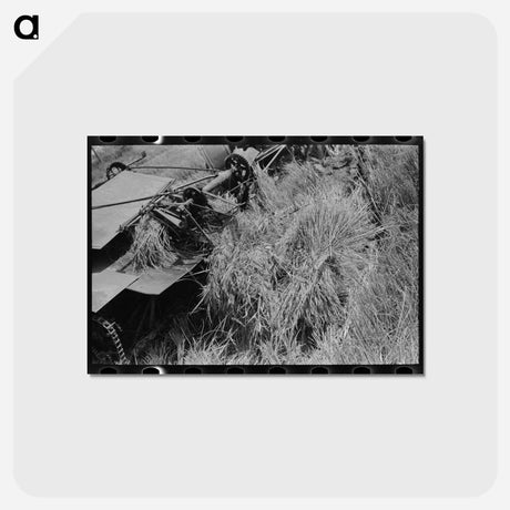 アートポストカード-Cutting Rice With Binder
 - ラッセル リー Postcard.