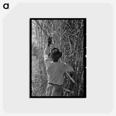アートポストカード-Sugarcane Harvest
 - ラッセル リー Postcard.
