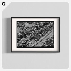 アートポスター-Irrigated Sugar Beets
 - ラッセル リー Poster.