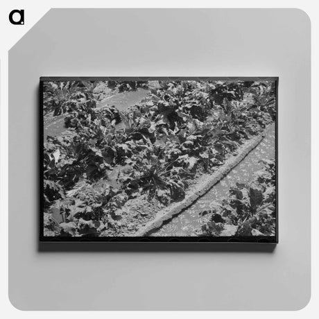 アートパネル-Irrigated Sugar Beets
 - ラッセル リー Canvas.