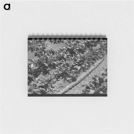アートメモ帳-Irrigated Sugar Beets
 - ラッセル リー Memo.