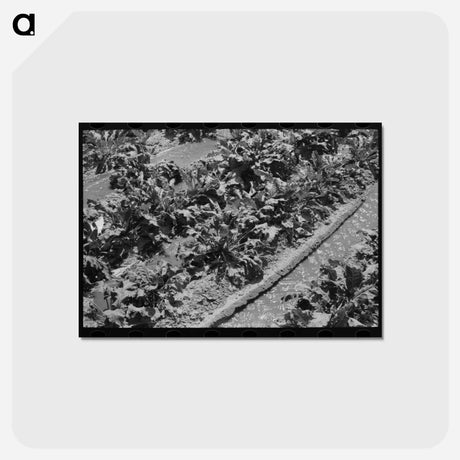 アートポストカード-Irrigated Sugar Beets
 - ラッセル リー Postcard.