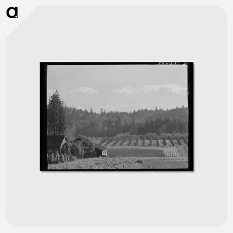 アートポストカード-Willamette Valley Orchards
 - ラッセル リー Postcard.