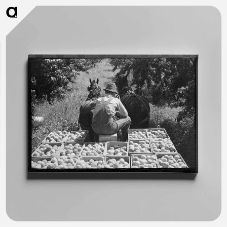 アートパネル-Peach Harvest
 - ラッセル リー Canvas.