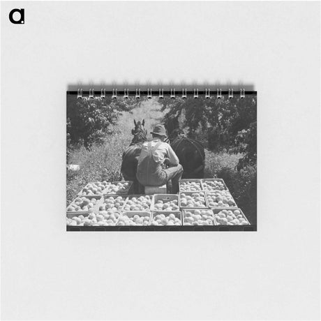 アートメモ帳-Peach Harvest
 - ラッセル リー Memo.