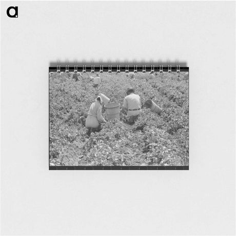 アートメモ帳-Pea Field Labor
 - ラッセル リー Memo.