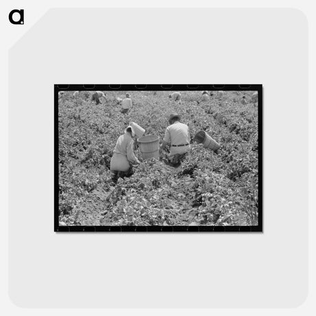 アートポストカード-Pea Field Labor
 - ラッセル リー Postcard.