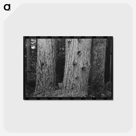 アートポストカード-Long Bell Lumber Tree Trunks
 - ラッセル リー Postcard.