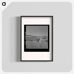 アートポスター-Oats, Park County, Montana
 - ラッセル リー Poster.