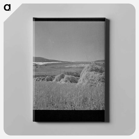 アートパネル-Oats, Park County, Montana
 - ラッセル リー Canvas.