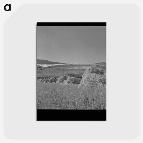アートポストカード-Oats, Park County, Montana
 - ラッセル リー Postcard.