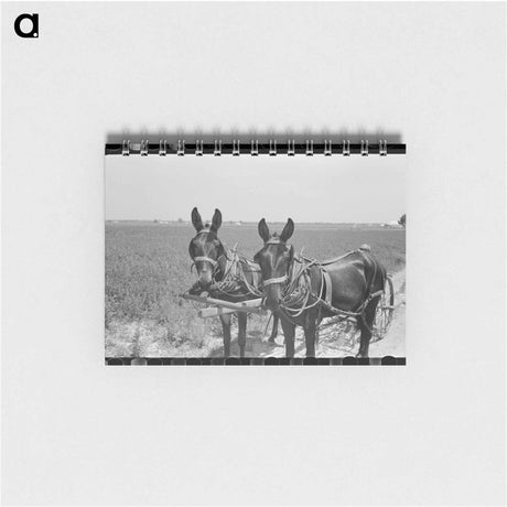 アートメモ帳-Cotton Cultivation
 - ラッセル リー Memo.