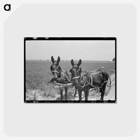 アートポストカード-Cotton Cultivation
 - ラッセル リー Postcard.