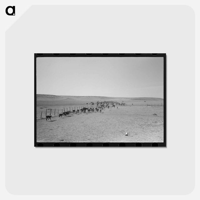 アートポストカード-Cattle Roundup Near Marfa
 - ラッセル リー Postcard.