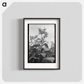 アートポスター-Flowering Tobacco
 - ラッセル リー Poster.