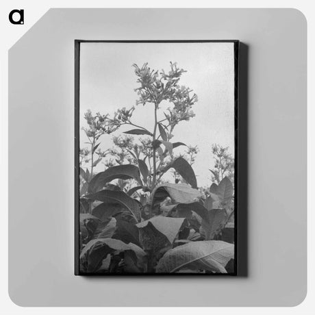 アートパネル-Flowering Tobacco
 - ラッセル リー Canvas.