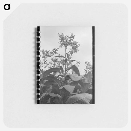 アートメモ帳-Flowering Tobacco
 - ラッセル リー Memo.