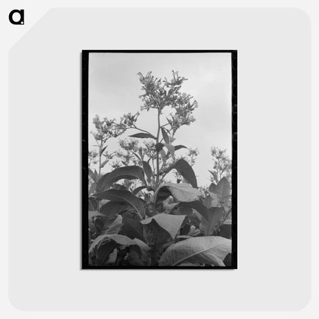 アートポストカード-Flowering Tobacco
 - ラッセル リー Postcard.