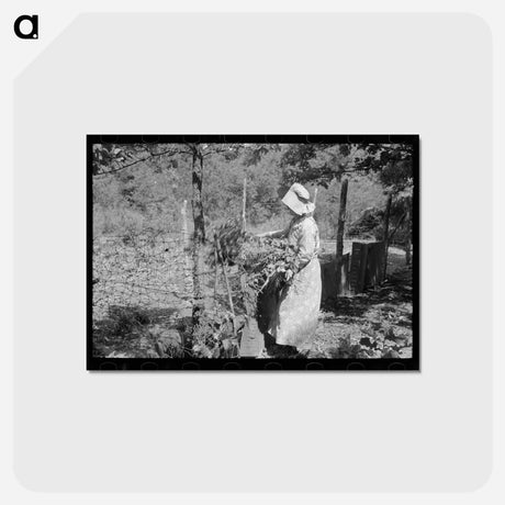 アートポストカード-Tenant Farmer Feeding Hogs
 - ラッセル リー Postcard.