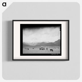 アートポスター-Cows in Pasture, Heber, Utah
 - ラッセル リー Poster.