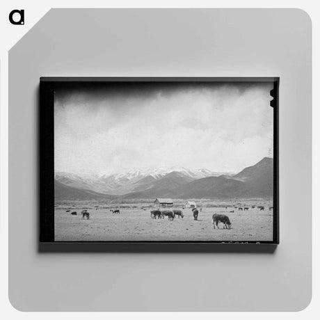 アートパネル-Cows in Pasture, Heber, Utah
 - ラッセル リー Canvas.
