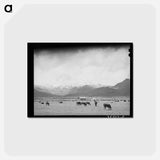 アートポストカード-Cows in Pasture, Heber, Utah
 - ラッセル リー Postcard.