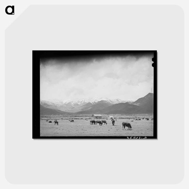アートポストカード-Cows in Pasture, Heber, Utah
 - ラッセル リー Postcard.