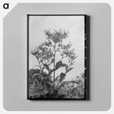 アートパネル-Flowering Tobacco
 - ラッセル リー Canvas.