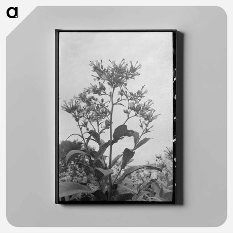 アートパネル-Flowering Tobacco
 - ラッセル リー Canvas.