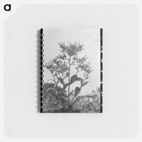 アートメモ帳-Flowering Tobacco
 - ラッセル リー Memo.