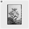 アートポストカード-Flowering Tobacco
 - ラッセル リー Postcard.