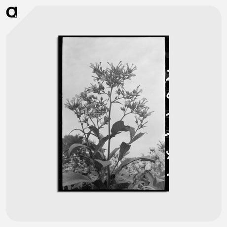 アートポストカード-Flowering Tobacco
 - ラッセル リー Postcard.
