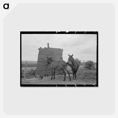 アートポストカード-Southeast Missouri Windbreak
 - ラッセル リー Postcard.