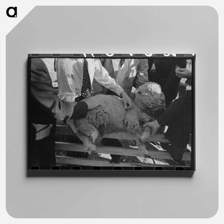 アートパネル-FSA Supervisor Examining Sheep
 - ラッセル リー Canvas.