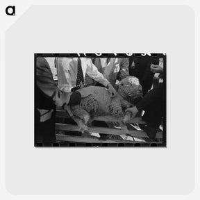 アートポストカード-FSA Supervisor Examining Sheep
 - ラッセル リー Postcard.