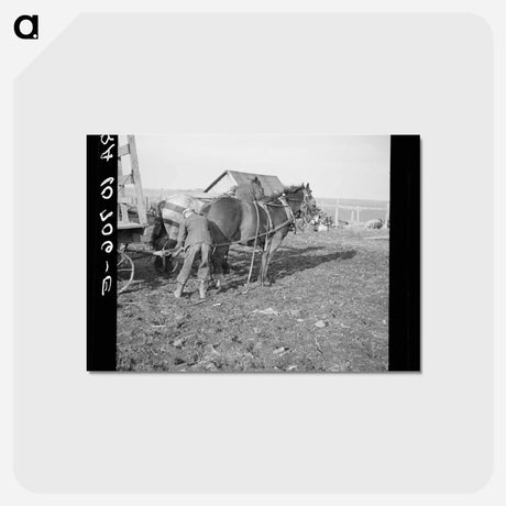 アートポストカード-Tip Estes Hitching Horses
 - ラッセル リー Postcard.