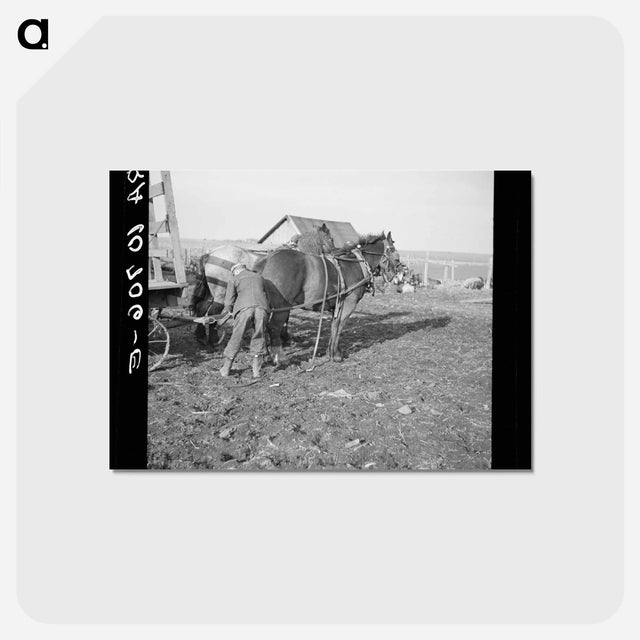 アートポストカード-Tip Estes Hitching Horses
 - ラッセル リー Postcard.