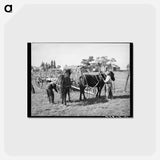 アートポストカード-Harnessing Horses, Concho, Arizona
 - ラッセル リー Postcard.