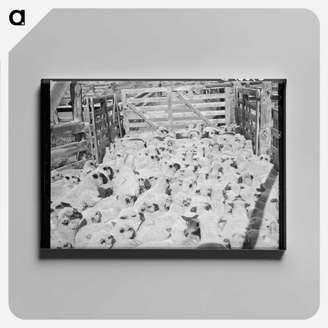 アートパネル-Fat Lambs in Corral
 - ラッセル リー Canvas.