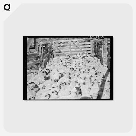 アートポストカード-Fat Lambs in Corral
 - ラッセル リー Postcard.