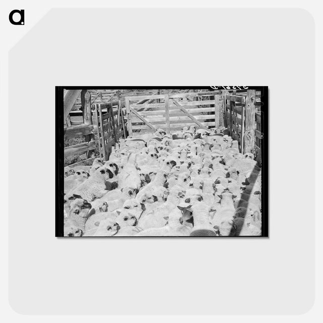 アートポストカード-Fat Lambs in Corral
 - ラッセル リー Postcard.