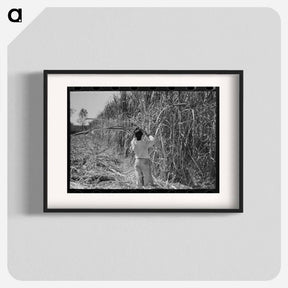 アートポスター-Cutting Sugarcane in Louisiana
 - ラッセル リー Poster.