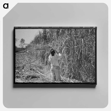 アートパネル-Cutting Sugarcane in Louisiana
 - ラッセル リー Canvas.